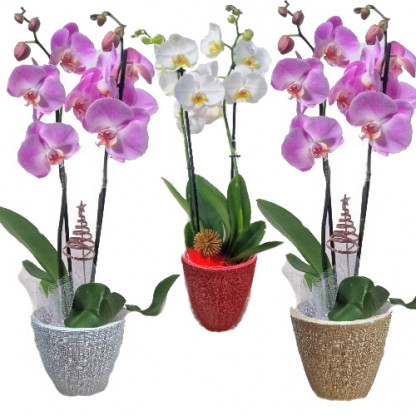 OFN/PHAL CPot Paillette 1P (2)