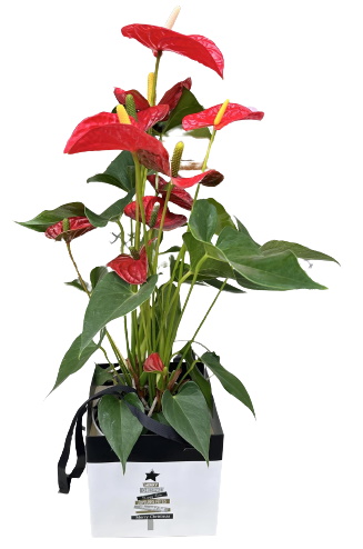 Anthurium Sac déco