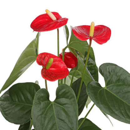 Anthurium Rouge