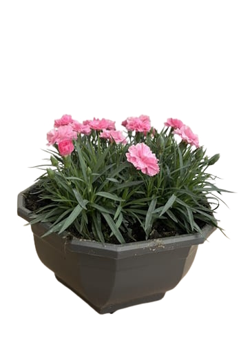 Coupe Dianthus D27