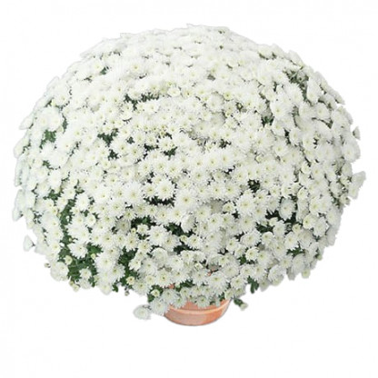 Multifleurs 30x30 Gipsy Blanc