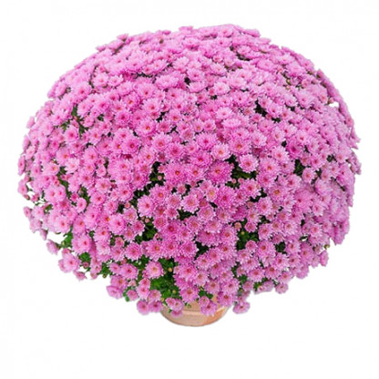 Multifleurs 30x30 Gipsy Rose
