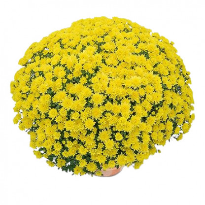 Multifleurs 30x30 Diva Jaune