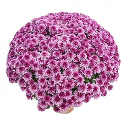 Multifleurs 30x30 Diva Rose