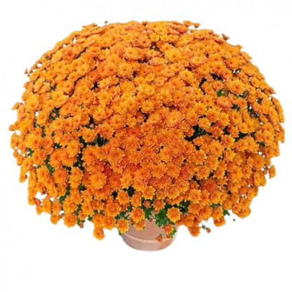 Multifleurs 30x30 Gipsy Papaye