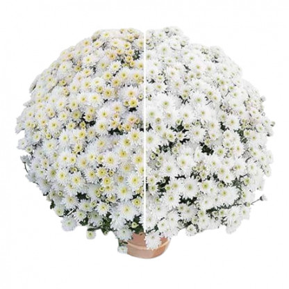 Multifleurs 40x40 Diva Blanc