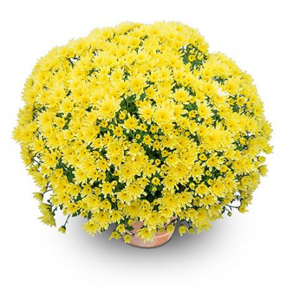 Multifleurs 40x40 Yahou Vanille