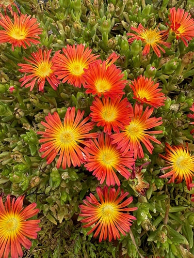 Delosperma Suntropics Orange