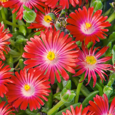 Delosperma Suntropics Red