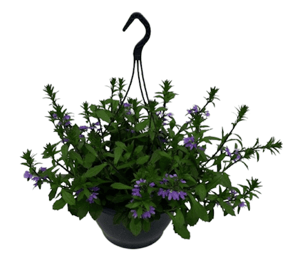 Suspension Scaevola