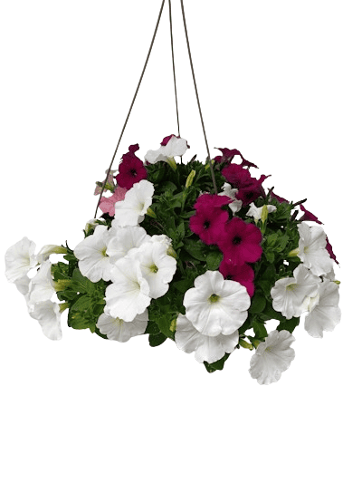 Suspension Petunia Cascade