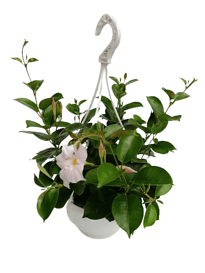 Suspension Dipladenia