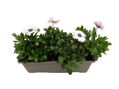 Jardinière Osteospermum
