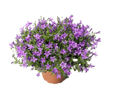 Campanule Clockwise compact Deep Blue