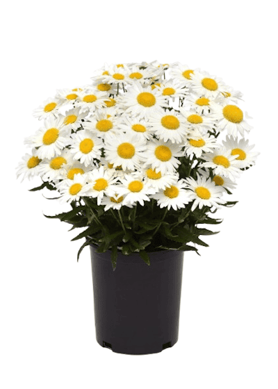 Leucanthemum  Madonna F1