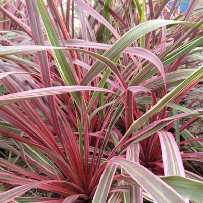 Cordyline Banksii Dance Can Can
