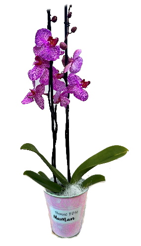 PHAL/Cpot BF Maman 1P (2)
