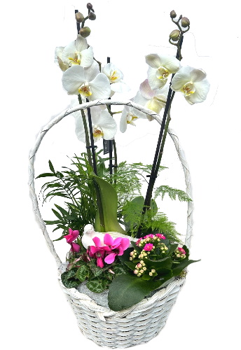 PHAL/Panier 4 plantes (2)