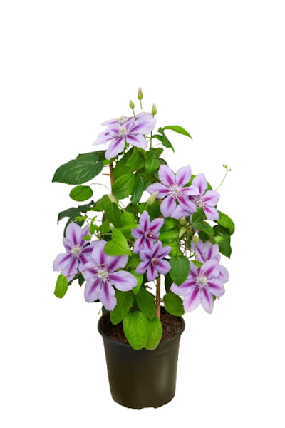 CLEMATIS Boulevard Triomphe (Rose clair et Foncé)
