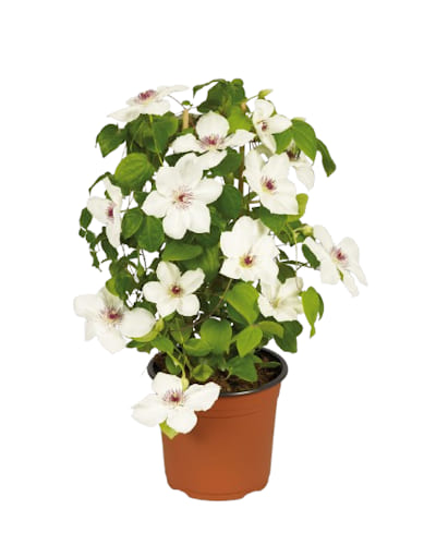 CLEMATIS Boulevard Ninon (Blanc)