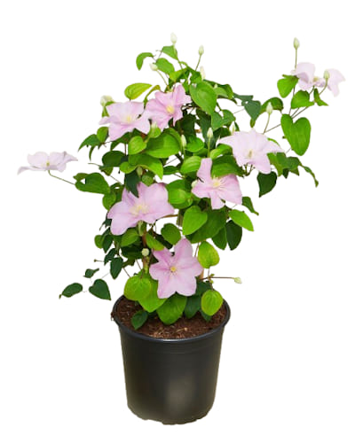 CLEMATIS Boulevard Pompei (rose)