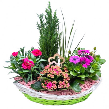 EXT/Jardi osier 2 couleurs 5P (1)