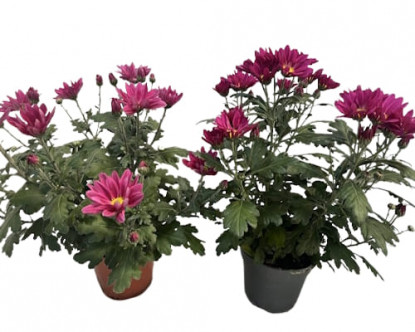Multifleurs Carnaval P12