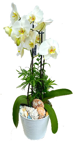PHAL/Metal haut blanc 2P (2)