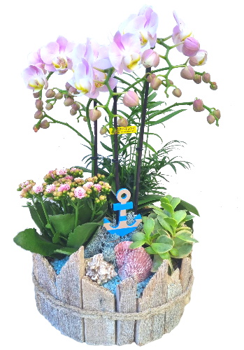 PHAL/S2G Bois plage 4P (2)