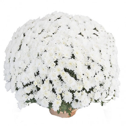 Multifleurs 30x30Talys crème