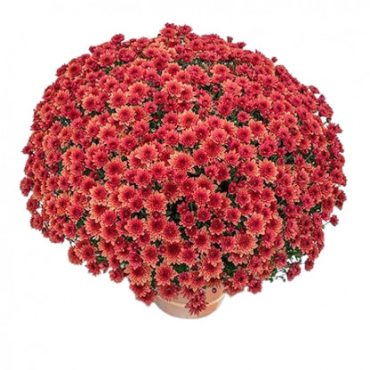 Multifleurs 30x30 Diva Brique