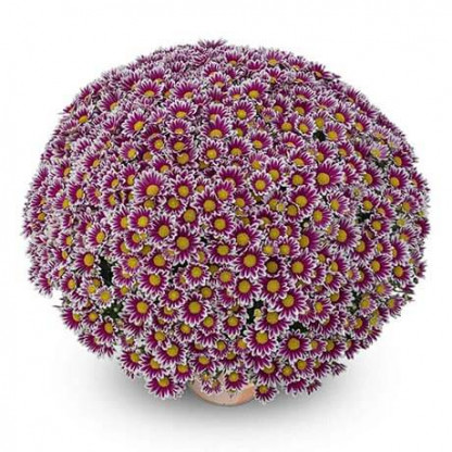Multifleurs 40x40 Bicolore Newton Violet/Blanc