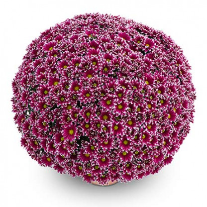 Multifleurs 40x40 Bicolore Salto Violet/blanc