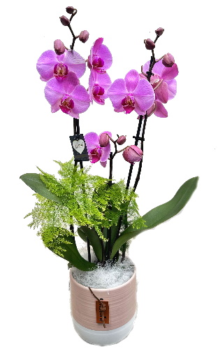 PHAL/Ceramique 2 tons 2P (2)
