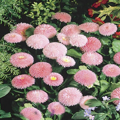 Pâquerette Tasso Rose