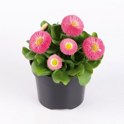 Pâquerette Bella Rose
