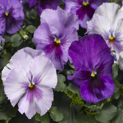 Pensée Delta pro Lavender Blue Shades