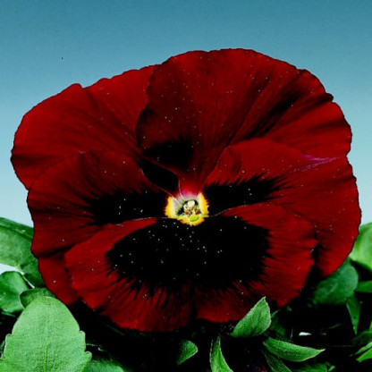 Pensée Delta pro Red with Blotch