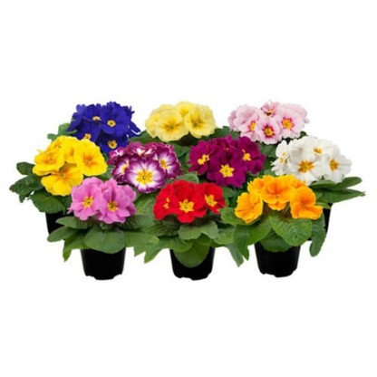 Primevere Acaulis Paradisio Mid Mix