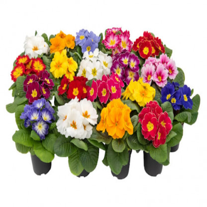 Primevere Acaulis Unistar Elcora mix