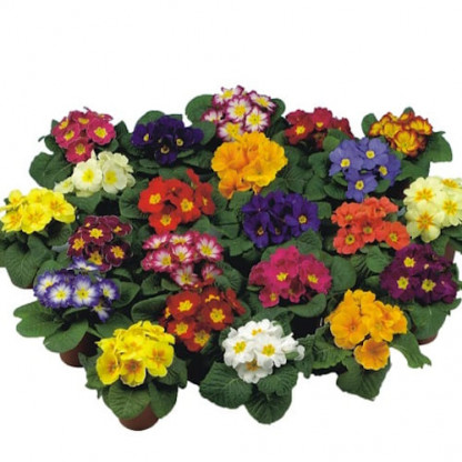 Primevere Acaulis Fruelo Mix