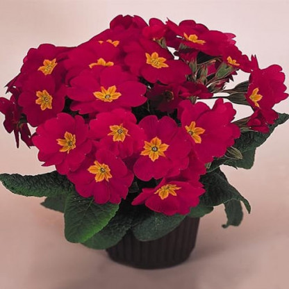 Primevere Crescendo Rose Shades