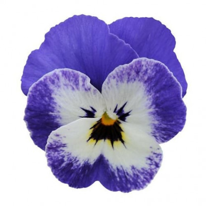 V.Cornuta Rocky Delft Blue