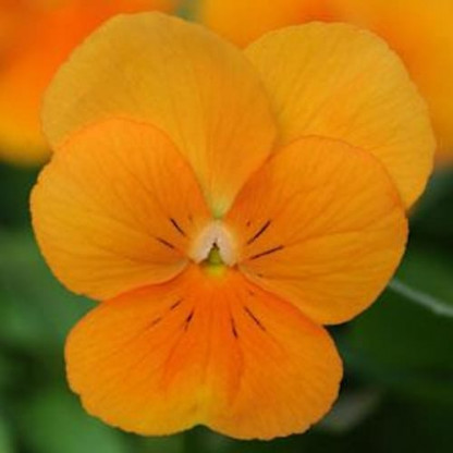 V. Cornuta Sorbet XP Deep Orange