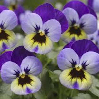 V. Cornuta Deltini Mix