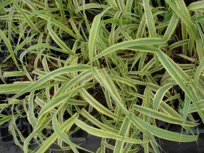 Arundo Aureovariegata