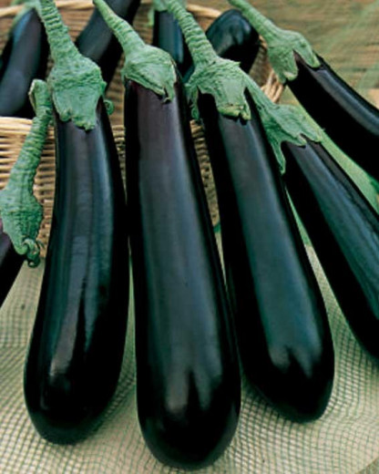 Aubergine Barbentane