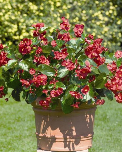 Bégonia Benariensis Big Rouge FV
