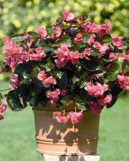 Bégonia Benariensis Big Rose FF