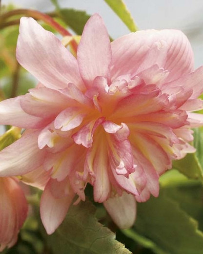Bégonia Belleconia Apricot Blush